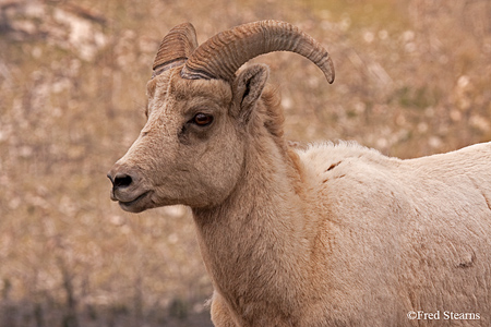 Mount Evans Big Horn Sheep Ewe
